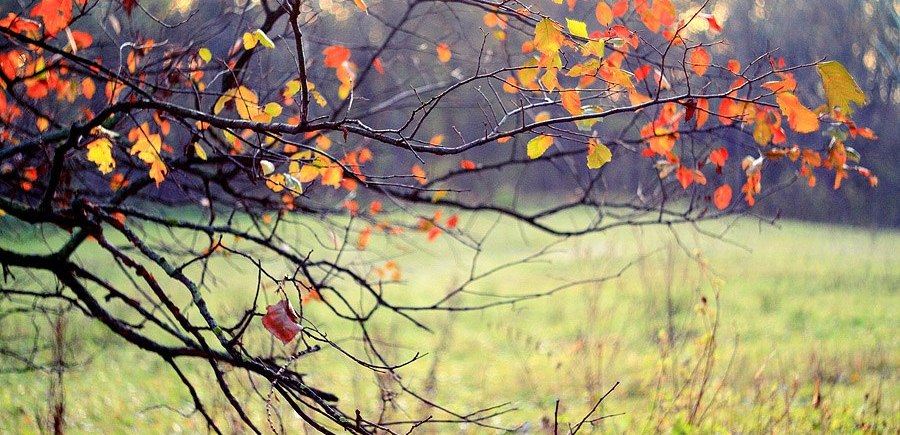 Роменський Гай